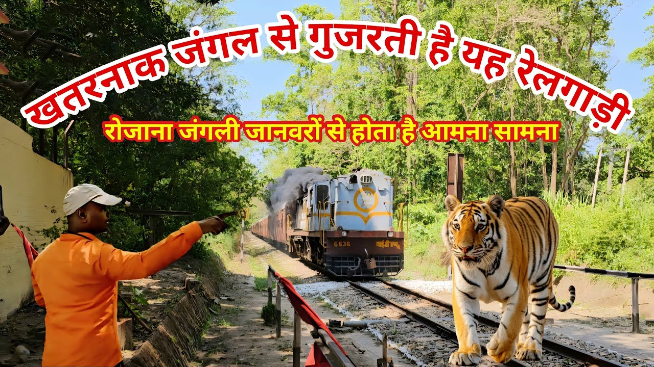 खतरनाक जंगल से गुजरती है यह रेलगाड़ी | जंगली जानवरों से होता है आमना सामना | Dudhwa Tiger Reserve