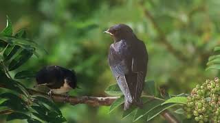 God’s Creations the Swift and Eagle Benefits Modern Flight. Bruce Malone. Origins.Creation Evidence