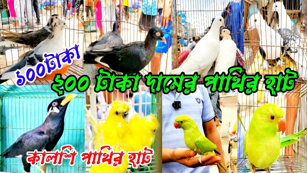 ২০০-২৫০ টাকা দামের পাখির হাট | মিরপুর ১১ লালমাটিয়া পাখি ও কবুতরের হাট | নানা জাতের পাখির দাম জানুন