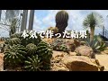【完成】庭のサボテンエリア｜本気で作った結果！