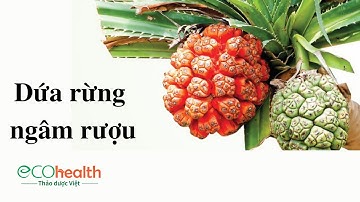 Dứa rừng ngâm rượu