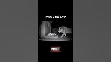 Lion & Dog Friendship: Unbelievable Security Cam Footage! "Rock & Roll" #lion #dog #aivideo