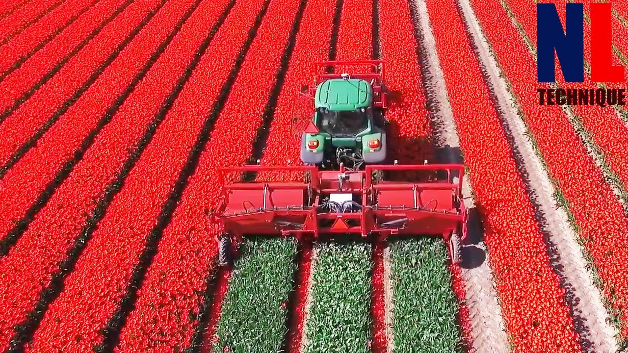 The Story of The Tulips – From Planting to Harvest Process With Modern ...