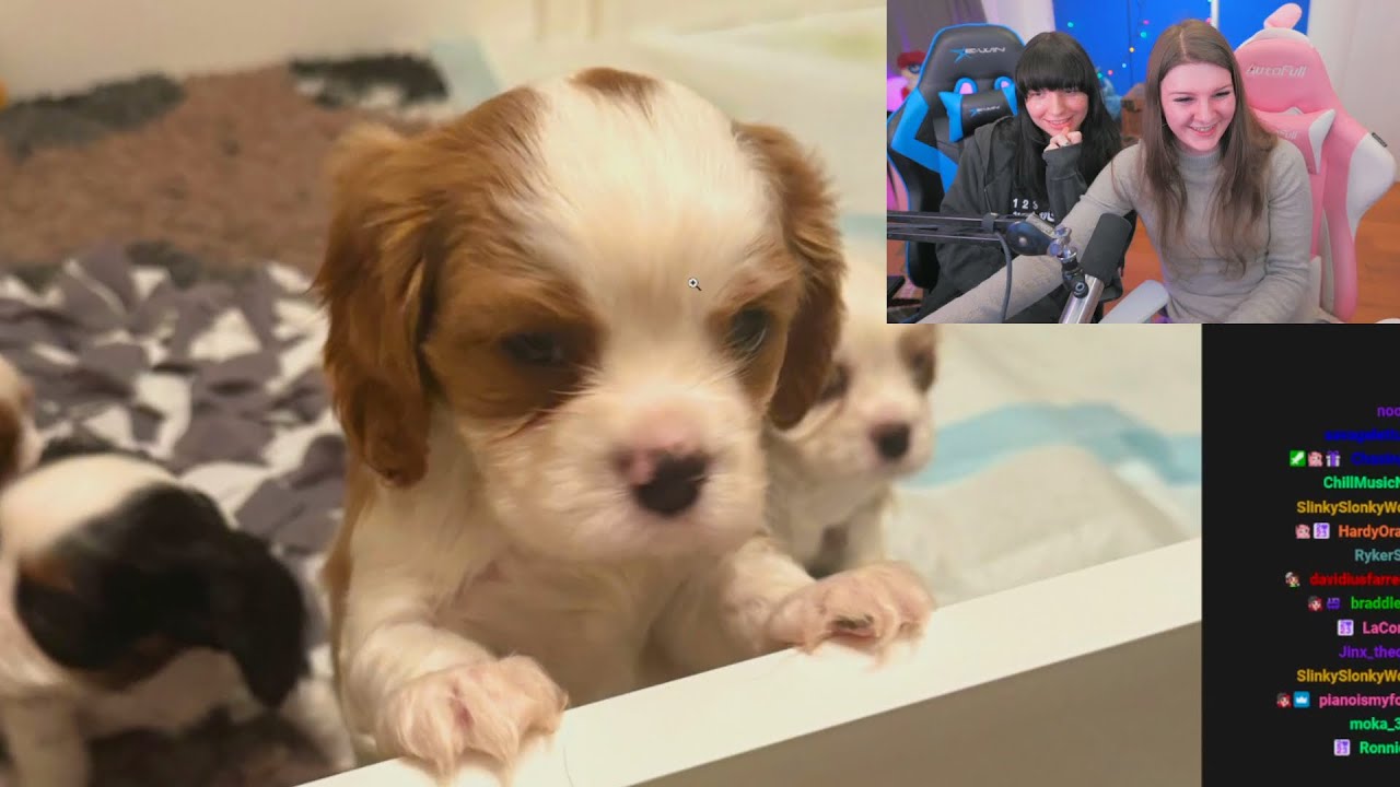 F1nn5ter и Icky заводят питомца (лучшие моменты трансляции от 5 января 2024 г.)