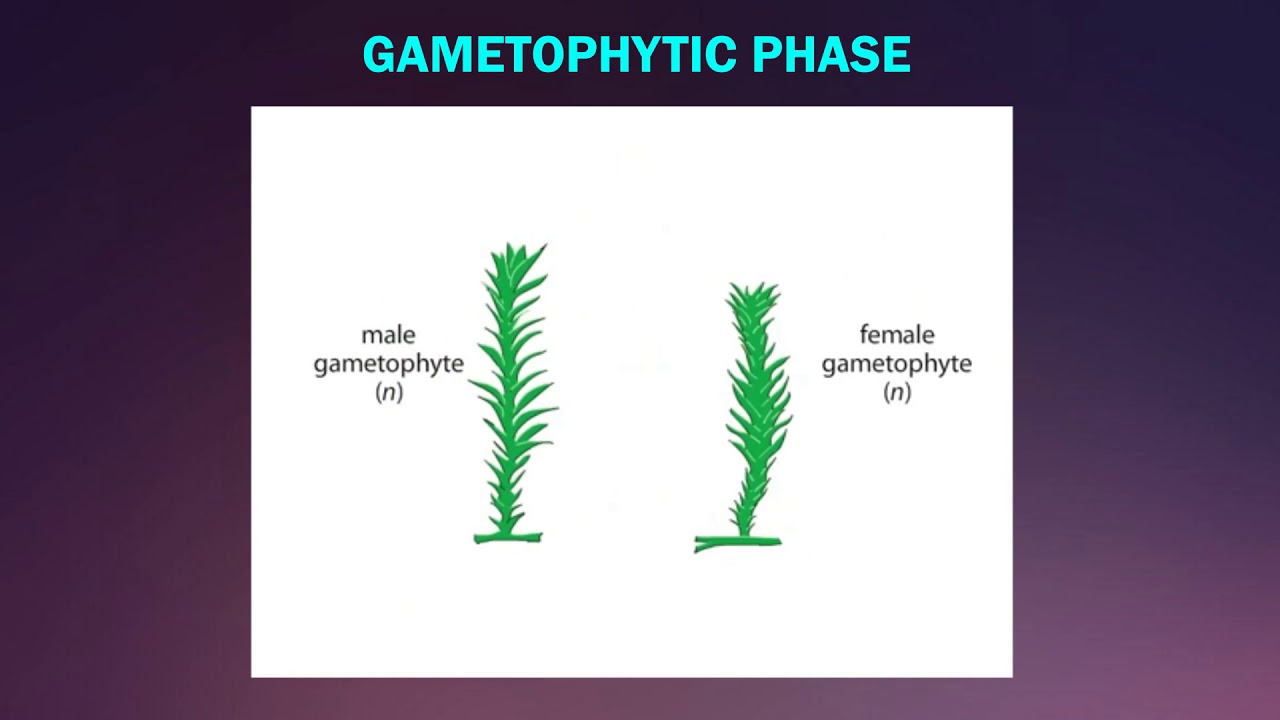 Characteristics and Reproduction in Bryophytes