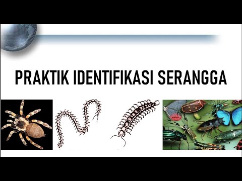 Video: Memodelkan Distribusi Spasial Serangga Air (Orde Hemiptera) Yang Berpotensi Terlibat Dalam Transmisi Mycobacterium Ulcerans Di Afrika