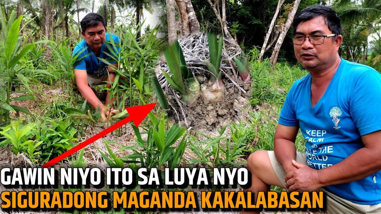 PAANO MAPWERSANG MAPABILIS ANG PAGLAKI NG LUYA | D' GREEN THUMB