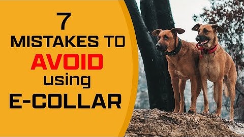 Top 7 MISTAKES EVERY DOG OWNER MUST AVOID when using E-COLLAR
