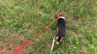 Next level beagle training concepts.