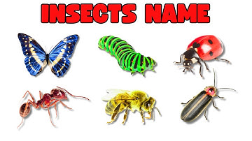 Insects Name in English with Pictures 🦋