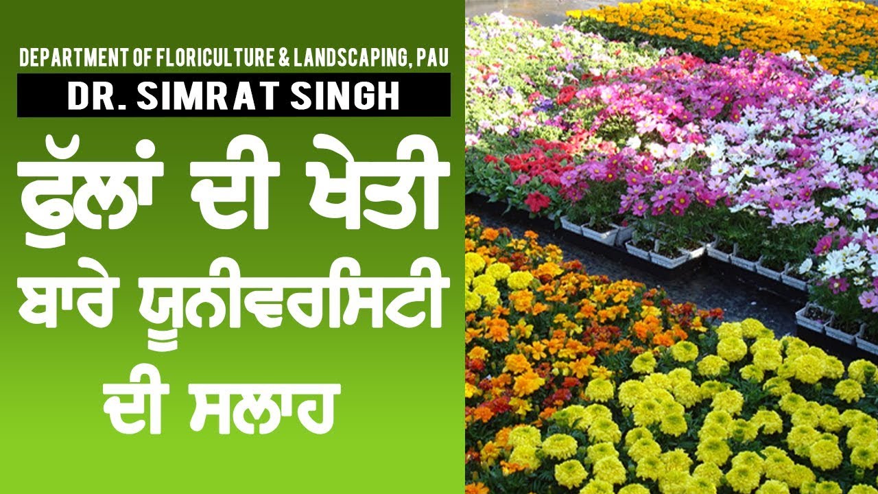 ਫੁੱਲਾਂ ਦੇ ਨਾਮ ਪੰਜਾਬੀ ਵਿਚ  || Flowers Name in Punjabi with Pictures