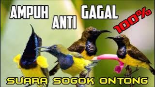 SUARA PIKAT SOGOK ONTONG ANTI ZONK