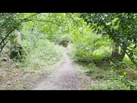 A walk in Clouts Wood 