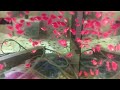 Black Skirt Tetra (Gymnocorymbus ternetzi) var. "Red Glo"
