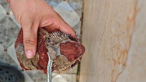 ASMR! Bearded Dragons Shedding Skin Ep.24 | Massive Shedding Layers