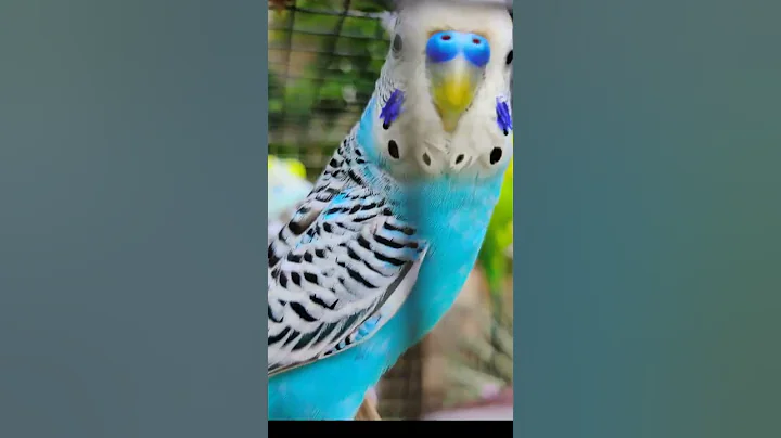 Play this video near your Budgies see magic 🪄✨🤗#budgies #voice #bird #shotvideo - DayDayNews