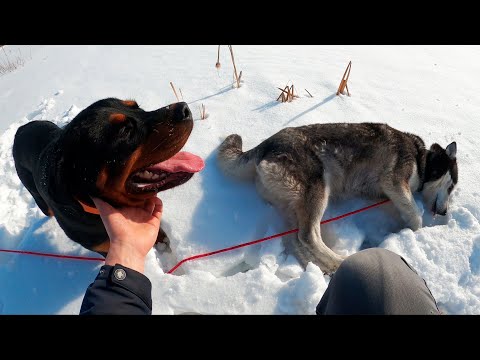 Как обучить собаку Хаски не убегать далеко от хозяина