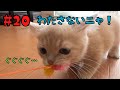 #20【短足マンチカン】新しい猫じゃらしの悲劇