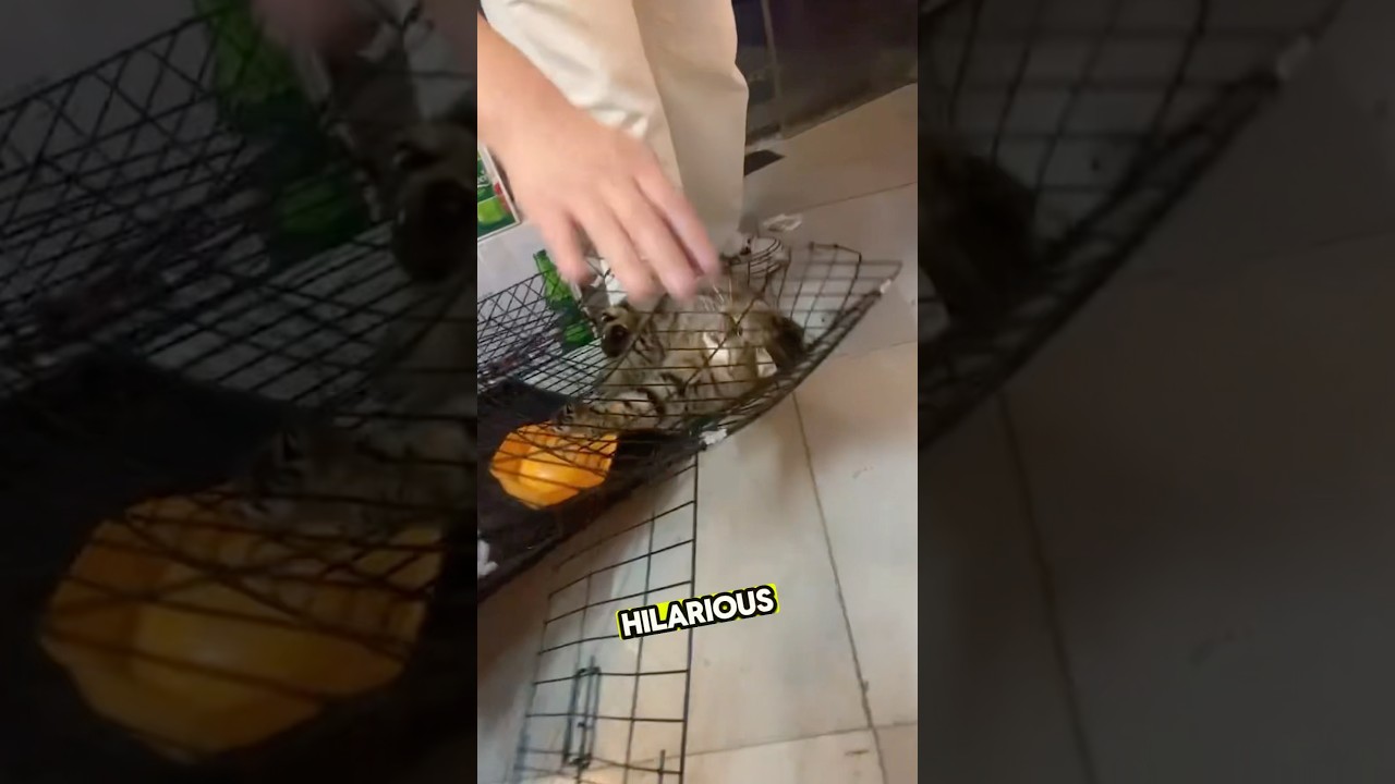 The cat’s cage got misshapen after someone accidentally sat on it. 