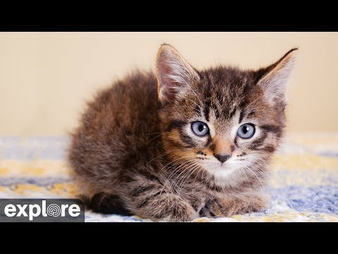meow mix Kitten Cabana - Big Cat Rescue powered by EXPLORE.org