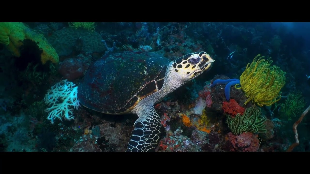 Visayas Dive Safari 2022