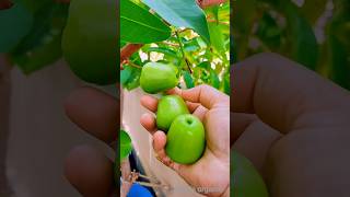 Indian rose apple #fruitplant #rooftopgarden #terracegarden #leena's organic