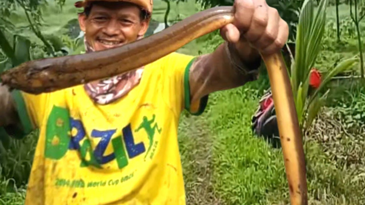 Rekor Terbaru Belut Terbesar Selama saya Mancing Belut