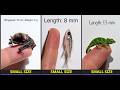 These Animals Are So Tiny You'd Miss Them