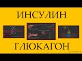 Инсулин. Глюкагон. Действие.