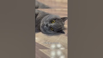 THE LAZY CAT #random #cat #funny #catlovers #shortvideo #subscribe