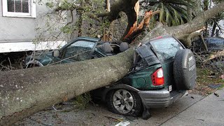 Dangerous Big Tree Cutting Fails With Chainsaw Working  Heavy Tree Falling On Car Pathetic