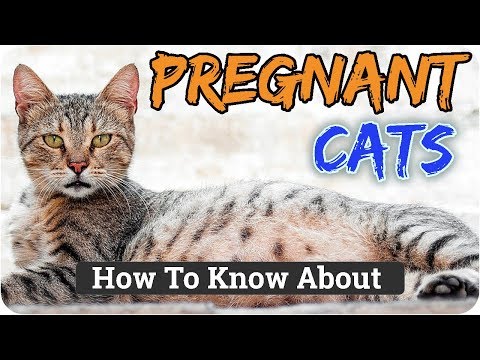 वीडियो: बिल्ली के पहले एस्ट्रस के लक्षण क्या हैं?