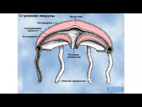 Строение сцифоидных медуз