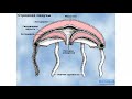 Строение сцифоидных медуз