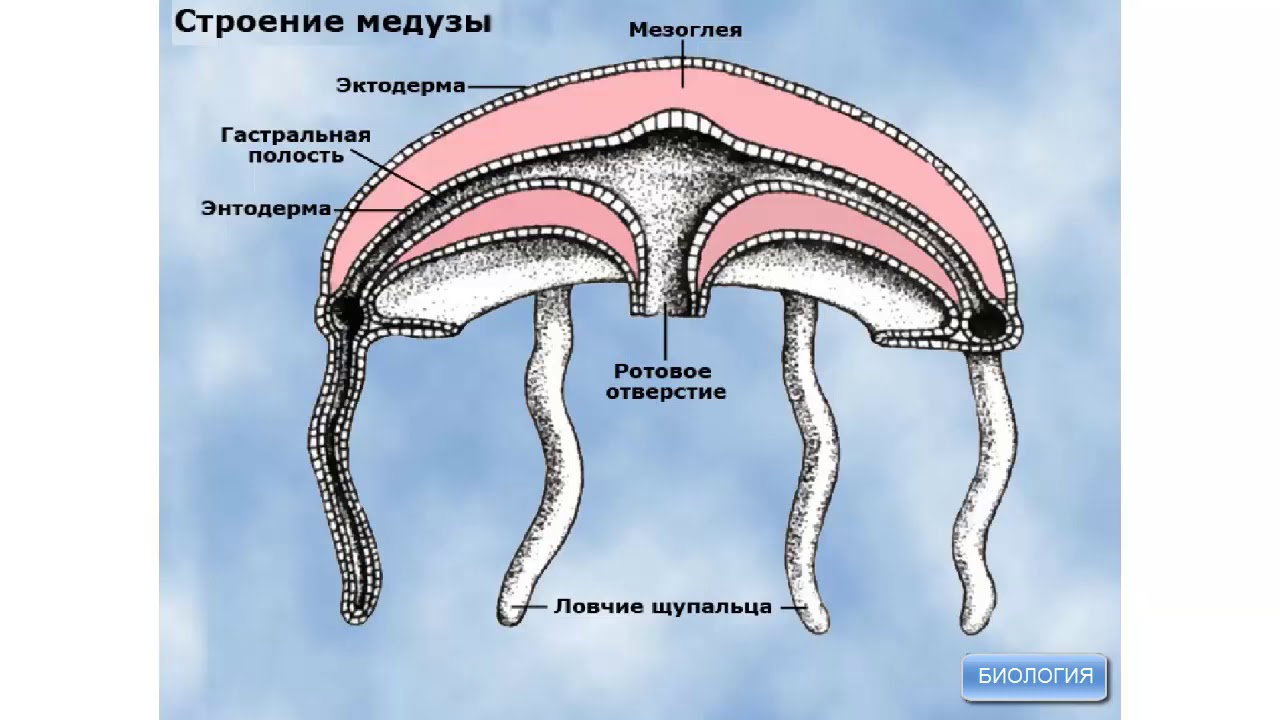 Образуется гастральная полость. Строение сцифоидной медузы. Схема строения сцифоидной медузы. Внешнее строение сцифоидных медуз. Кишечнополостные строение медузы.