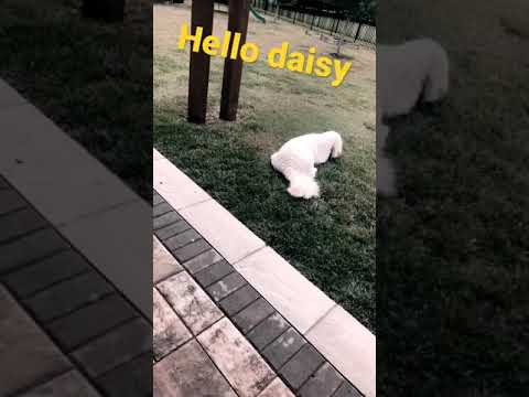 Hello daisy