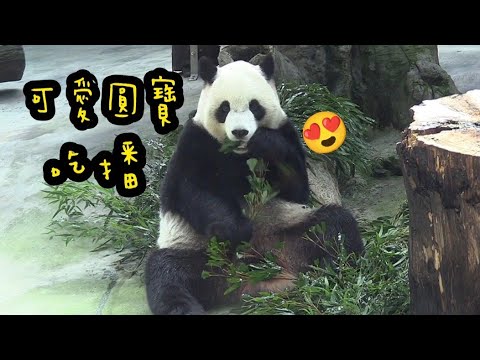 圓寶吃播好可愛，圓寶看起來還是大寶寶|熊貓貓熊The Giant Panda Yuan Yuan and Yuan Bao|台北市立動物園