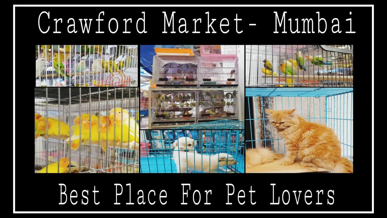 Crawford Market Mumbai Best Pet Market 5 YouTube