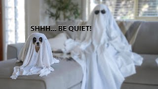 Landlord Visits Home Where Dogs Are NOT Allowed | FUNNY Halloween Video