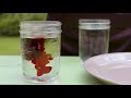 The Vital Role of Water in Plant Growth and Development