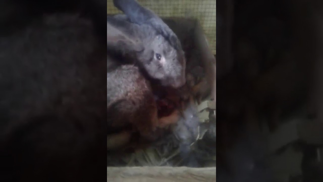 Beginilah kondisi, kelinci melahirkan, kelinci FG. - YouTube