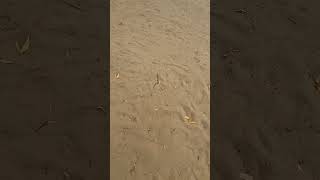 Нашли змею на пляже. #обзор