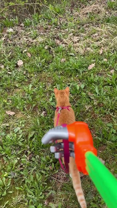 Робо-рука выгуливает кота Барсика #шортс#shorts#cat#кот#рыжийкот# ...