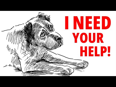 Video: Ngăn chặn một con chó từ chạy & Barking ở người
