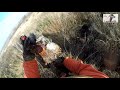 Охота с дратхаарами на фазанов, Юг России, ноябрь 2018г.