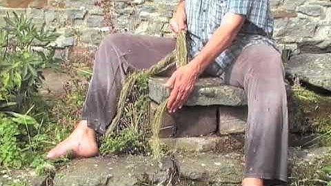 How to get nettle fibre with direct scraping method