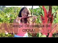 La COSECHA de la OKRA