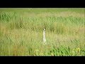 Reiger is niet gewenst door Kievit ouders