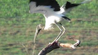 A Gallery of Wood Storks