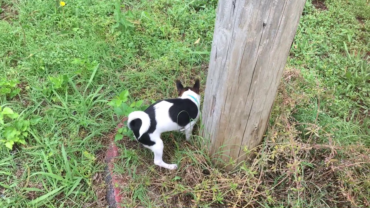 Rory playing in the backyard